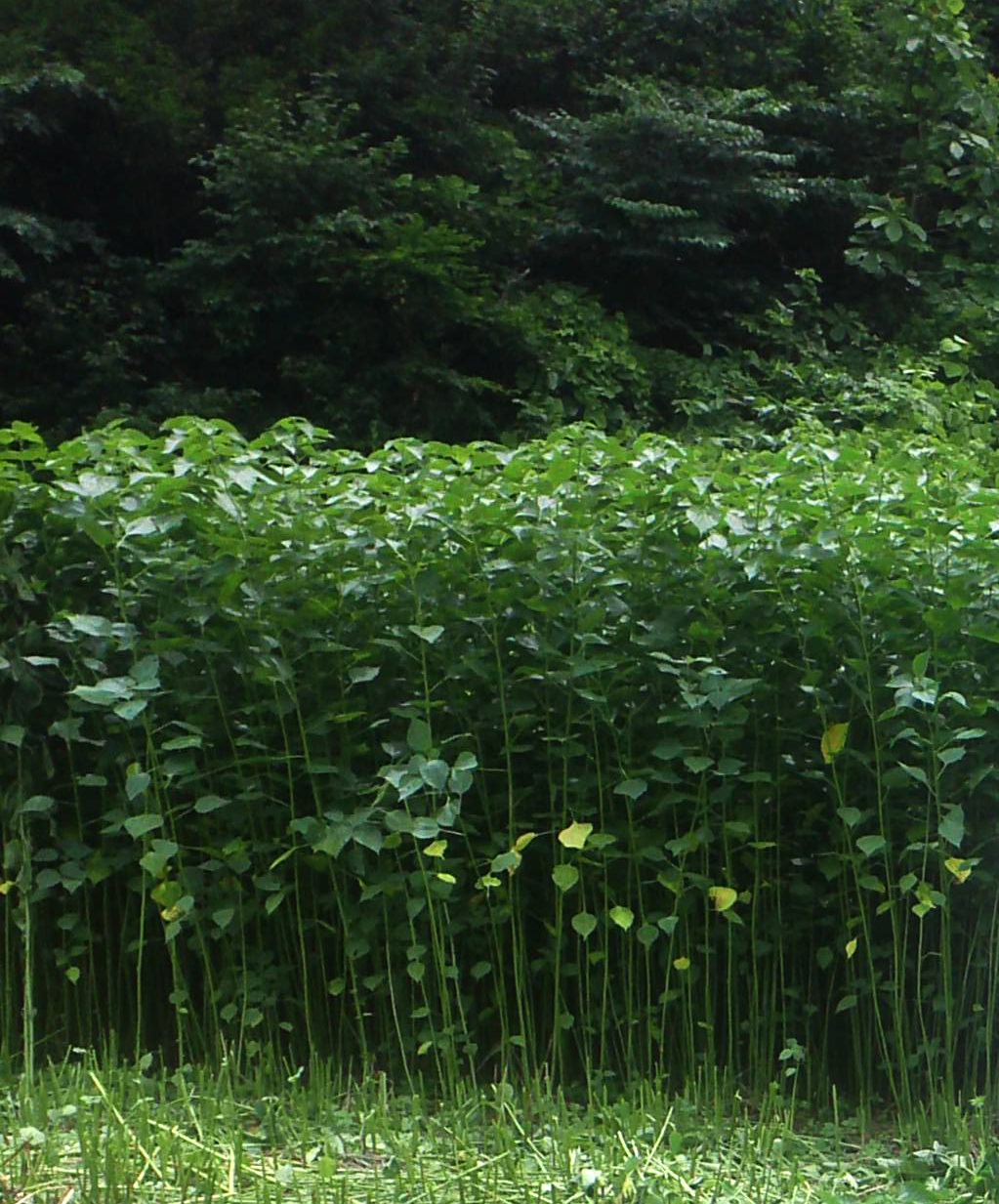 福島県昭和村からむし栽培・加工見学 - Koala Cotton